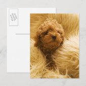 Poodle Postkarte (Vorne/Hinten)