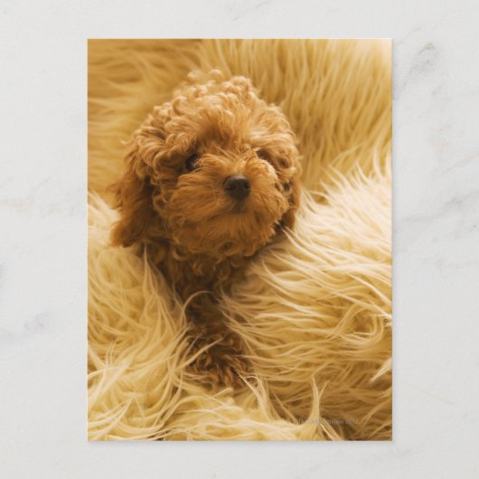 Poodle Postkarte (Vorderseite)