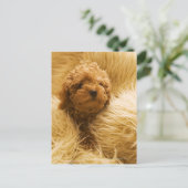 Poodle Postkarte (Stehend Vorderseite)
