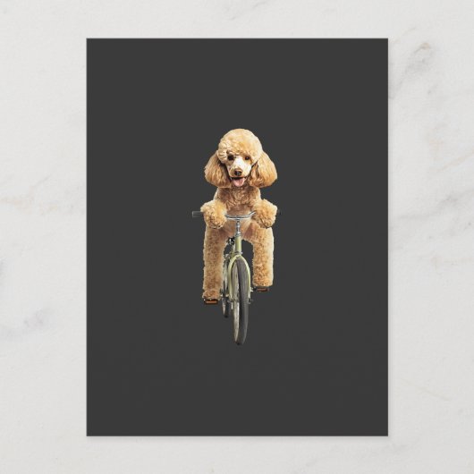 Poodle postkarte (Vorderseite)