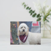 Poodle Postkarte (Stehend Vorderseite)