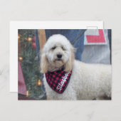 Poodle Postkarte (Vorne/Hinten)