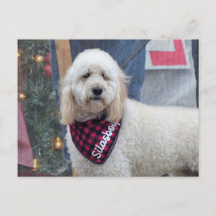 Poodle Postkarte