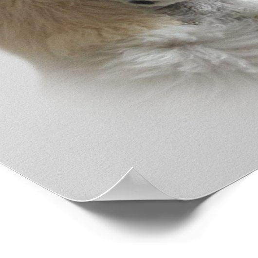 Poodle Print Poster (Ecke)