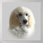 Poodle Print Poster (Vorne)