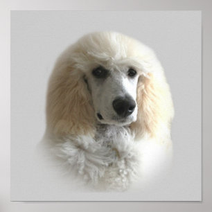 Poodle Print Poster