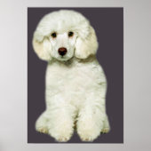 Poodle Print Poster (Vorne)