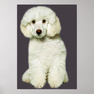 Poodle Print Poster