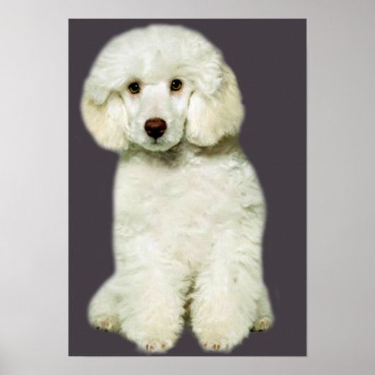 Poodle Print Poster (Vorne)