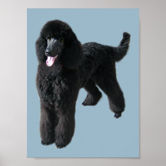 Poodle Print Poster (Vorne)