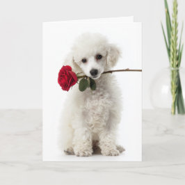 Poodle Pup Valentine Karte