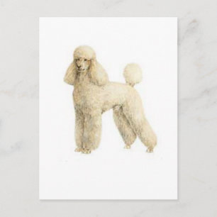 Poodle — Puppy Clip Postkarte