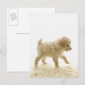 Poodle Puppy Postkarte (Vorne/Hinten)