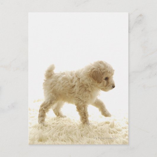 Poodle Puppy Postkarte (Vorderseite)