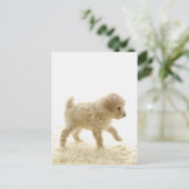 Poodle Puppy Postkarte (Stehend Vorderseite)