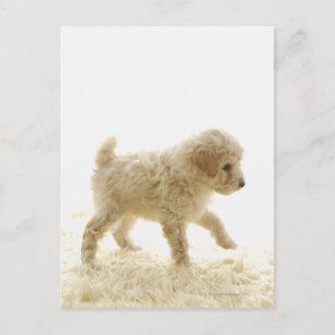 Poodle Puppy Postkarte