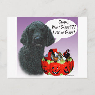 Poodle (schwarz) Halloween Candy Postkarte