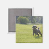 Poodle spielend Frisbee Magnet (Vorderseite/Rückseite)