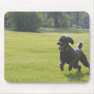Poodle spielend Frisbee Mousepad