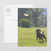 Poodle spielend Frisbee Postkarte (Vorne/Hinten)