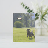 Poodle spielend Frisbee Postkarte (Stehend Vorderseite)
