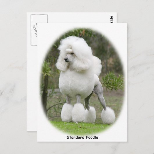 Poodle-Standard 9Y199D-029 Postkarte (Vorne/Hinten)