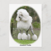 Poodle-Standard 9Y199D-029 Postkarte (Vorderseite)