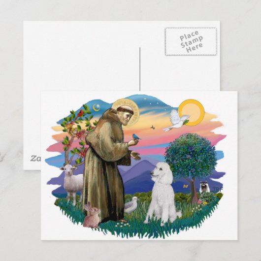 Poodle (Standard White) Postkarte (Vorne/Hinten)