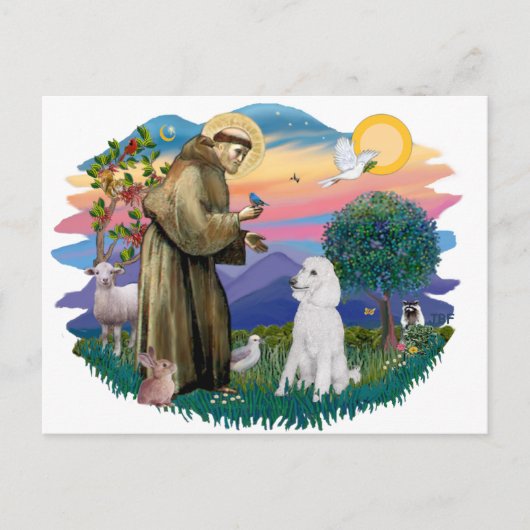 Poodle (Standard White) Postkarte (Vorderseite)