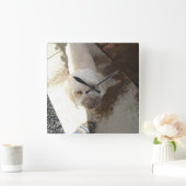 Poodle-Terrier-Mischung mit schmutziger Oberfläche Quadratische Wanduhr (Zuhause)