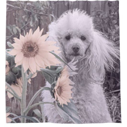 Poodle und Sonnenblumen Duschvorhang (Vorderseite)