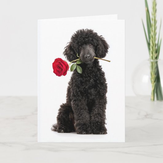Poodle Valentine Karte (Vorderseite)