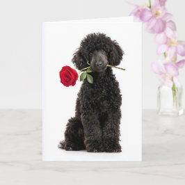 Poodle Valentine Karte