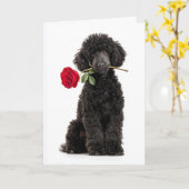 Poodle Valentine Karte (Gelbe Blume)
