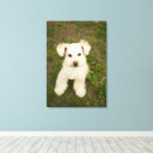 Poodle (weiß) leinwanddruck (Insitu (Holzboden))
