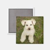 Poodle (weiß) magnet (Vorderseite/Rückseite)