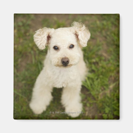 Poodle (weiß) magnet (Vorne)