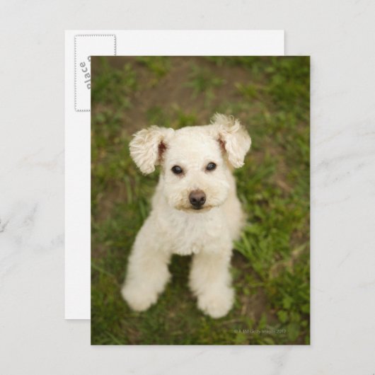 Poodle (weiß) postkarte (Vorne/Hinten)
