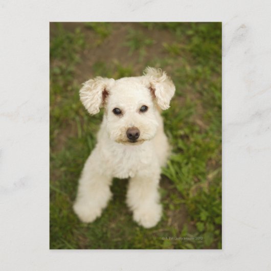 Poodle (weiß) postkarte (Vorderseite)