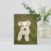 Poodle (weiß) postkarte (Stehend Vorderseite)