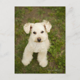 Poodle (weiß) postkarte
