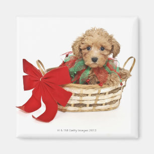 Poodle Welpe sitzt im Weihnachtskorb Magnet
