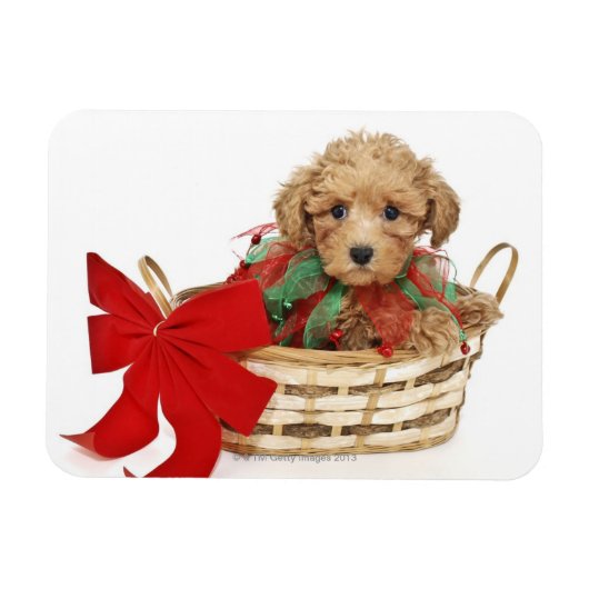 Poodle Welpe sitzt im Weihnachtskorb Magnet (Horizontal)