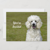 Poodle White Dog Foto Geburtstag Einladung (Vorderseite)