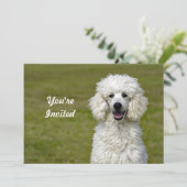 Poodle White Dog Foto Geburtstag Einladung (Stehend Vorderseite)