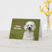 Poodle White Dog Foto Geburtstag Karte (Gelbe Blume)