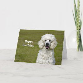 Poodle White Dog Foto Geburtstag Karte