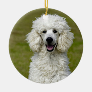 Poodle White Dog Foto Keramik Ornament