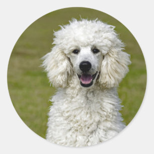 Poodle White Dog Foto Runder Aufkleber