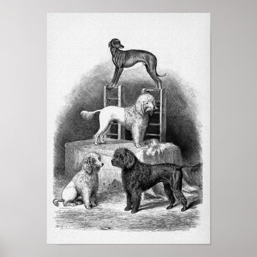 "Poodles and a Whippet" Poster (Vorne)